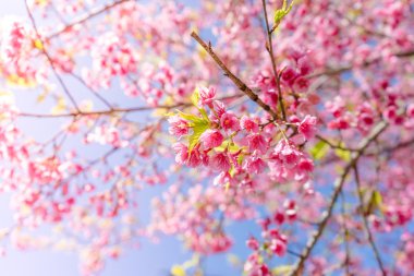 Kiraz çiçeği ya da Sakura çiçeği doğa arka planında