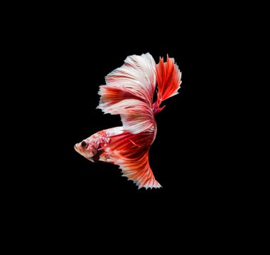 Kırmızı Siyam mücadele balık, hareketli anı yakalamak daha iyi