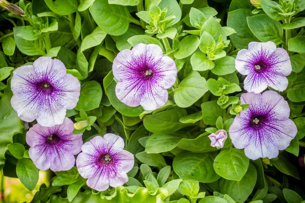 Фіолетові квіти петунії в саду навесні — стокове фото