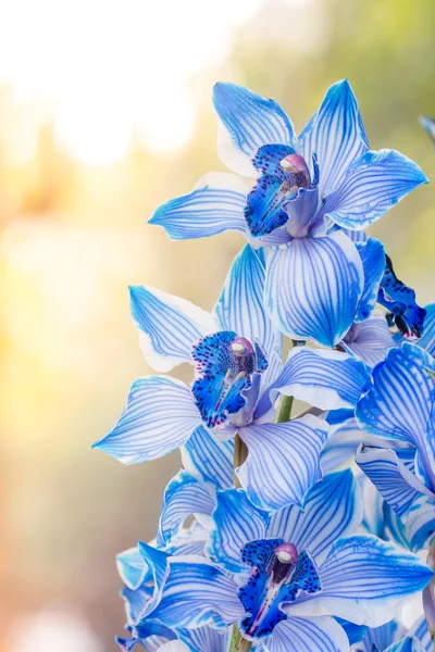 Schöne blaue Orchideen — Stockfoto