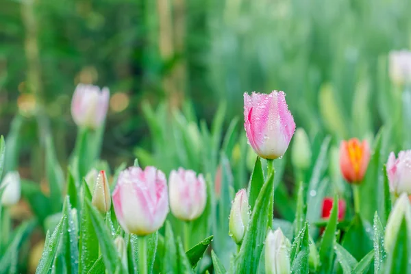 Beautiful bouquet of pink tulips — Stock Photo, Image