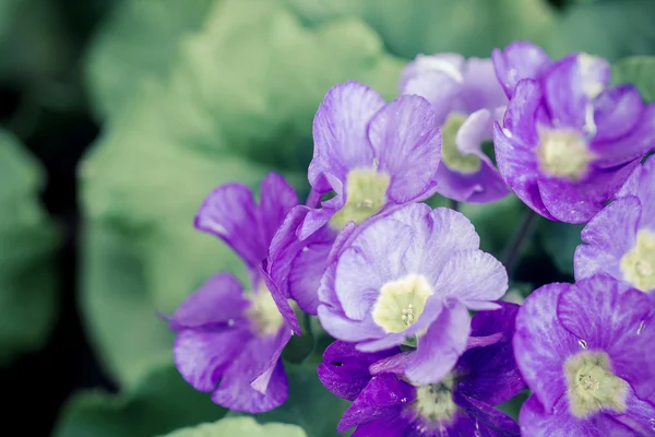 Flores de primula no jardim — Fotografia de Stock