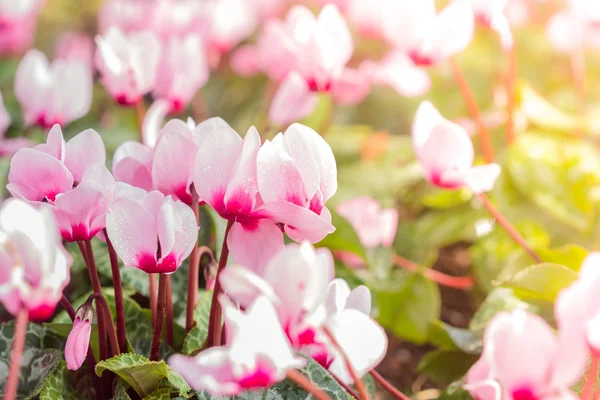 Närbild av färgglada brokiga cyklamen blommor — Stockfoto