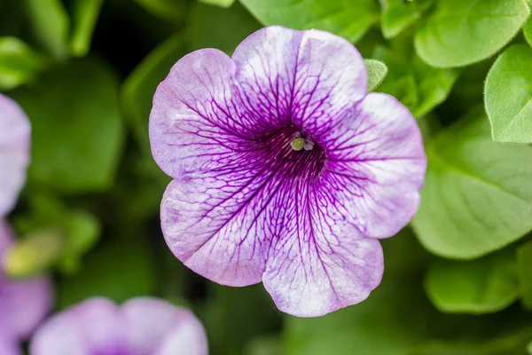 Flores de petunia púrpura en el jardín en primavera —  Fotos de Stock