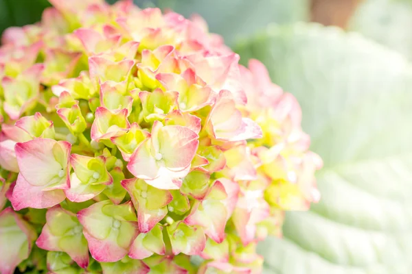 Flor de hortênsia (Hydrangea macrophylla) em um jardim — Fotografia de Stock