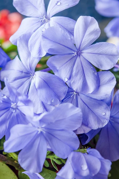 Imagem macro da primavera Flores roxas — Fotografia de Stock