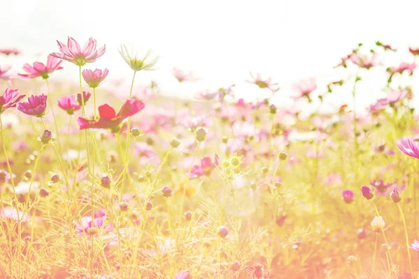 Schöne Blumen mit Farbfiltern, Blumenhintergrund. — Stockfoto
