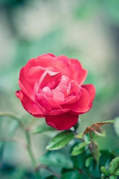 Fechar flor de rosa vermelha em um jardim — Fotografia de Stock