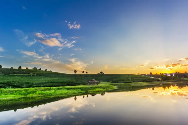 Sunset view of tea plantation landscape — Stock Photo, Image