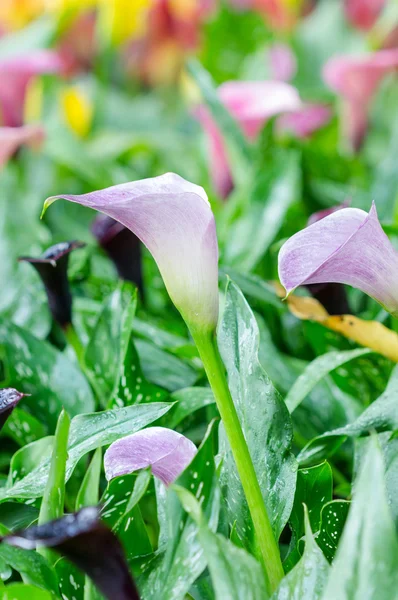 Calla lily field — Stock Photo, Image