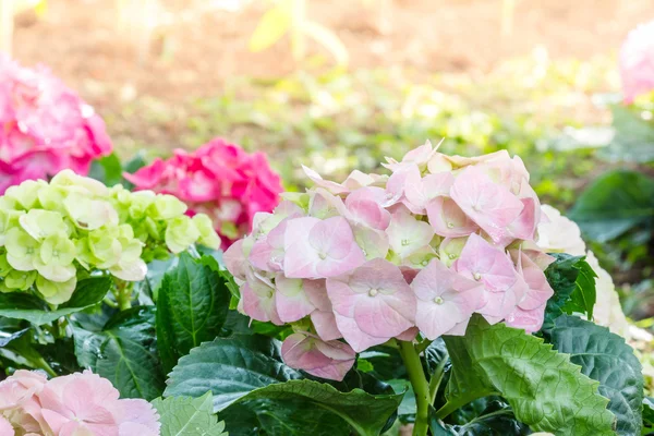 Květ hortenzie (hortenzie velkolistá) v zahradě — Stock fotografie