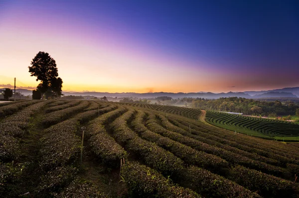 Çay plantasyon peyzaj Chiang rai, Tayland, gün batımı görünümü.
