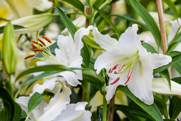 百合鲜花花束 — 图库照片