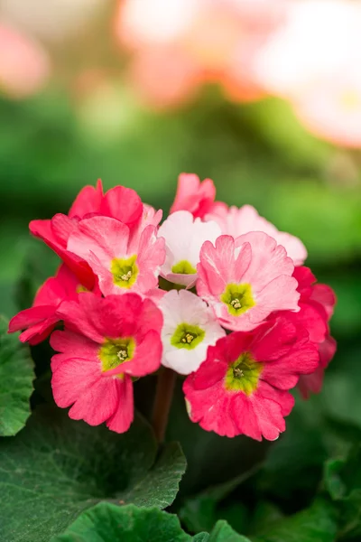 Flores da primavera prímula no jardim — Fotografia de Stock