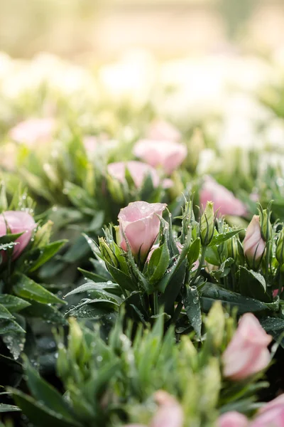Μπουκέτο λουλούδια ροζ lisianthus το πρωί — Φωτογραφία Αρχείου
