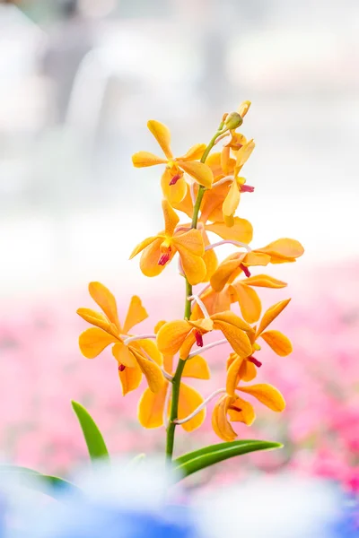 Piękny pomarańczowy kwiat orchidei — Zdjęcie stockowe