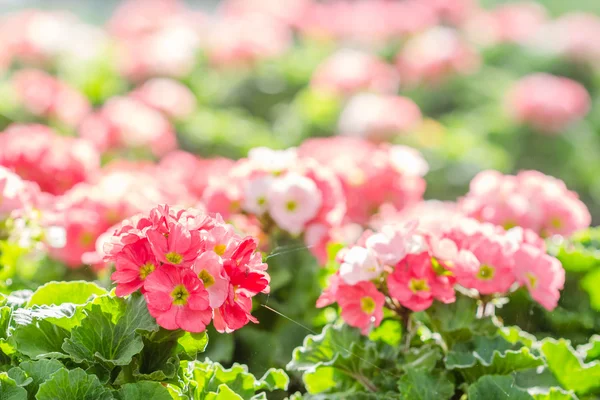 Primeln blühen. Frühlingsblumen Primel im Garten — Stockfoto