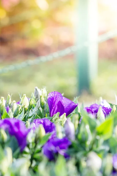 Buquê de flores de lisianthus violeta de manhã — Fotografia de Stock