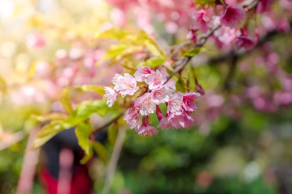 Kersenbloesem of Sakura bloem op natuur achtergrond — Stockfoto