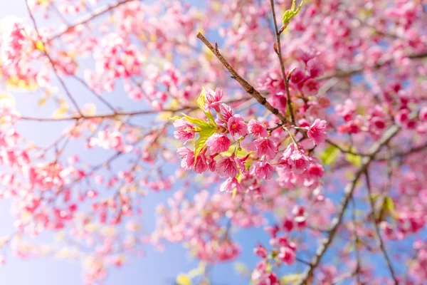 桜や桜の花自然を背景に — ストック写真