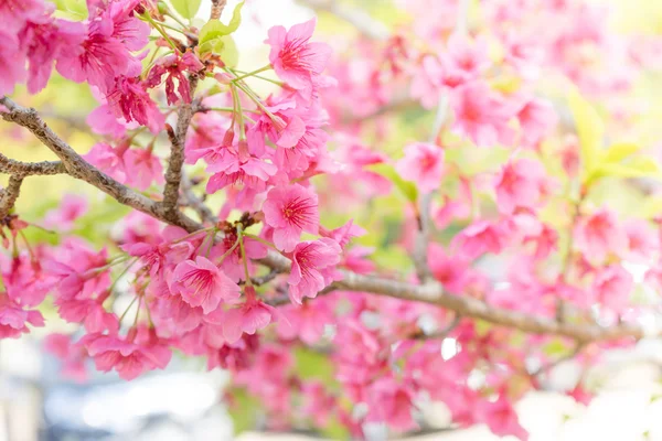 Körsbärsblomma eller Sakura blomma på naturen bakgrund — Stockfoto