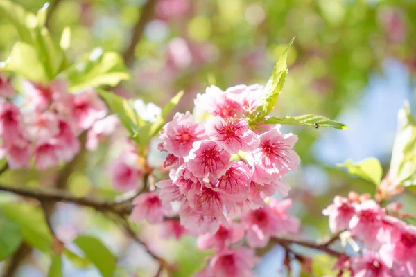 Flor de cerezo o flor de Sakura sobre fondo natural —  Fotos de Stock