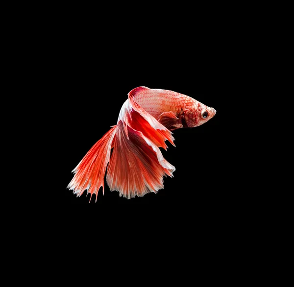 Capture the moving moment of red siamese fighting fish , betta — Stock Photo, Image