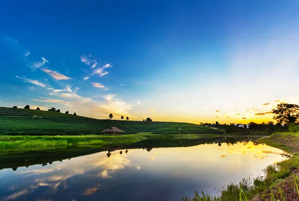 Sunset view of tea plantation landscape — Stock Photo, Image