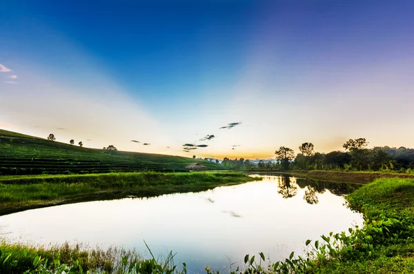 Sunset view of tea plantation landscape — Stock Photo, Image