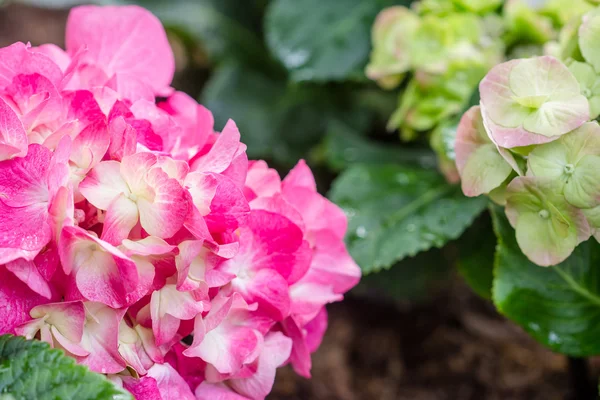 Flor de hortênsia (Hydrangea macrophylla) em um jardim — Fotografia de Stock