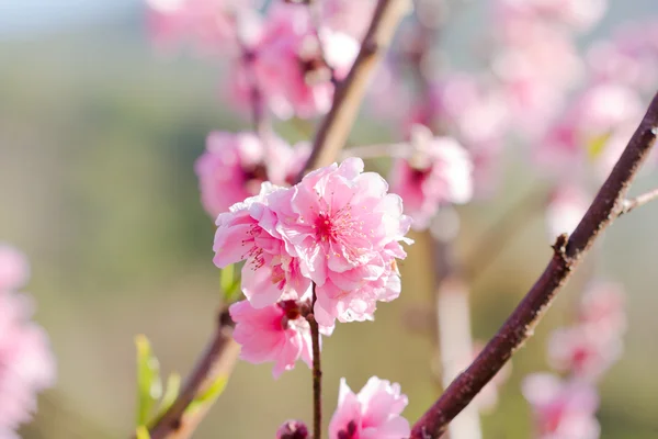 Kersenbloesem of Sakura bloem op natuur achtergrond — Stockfoto