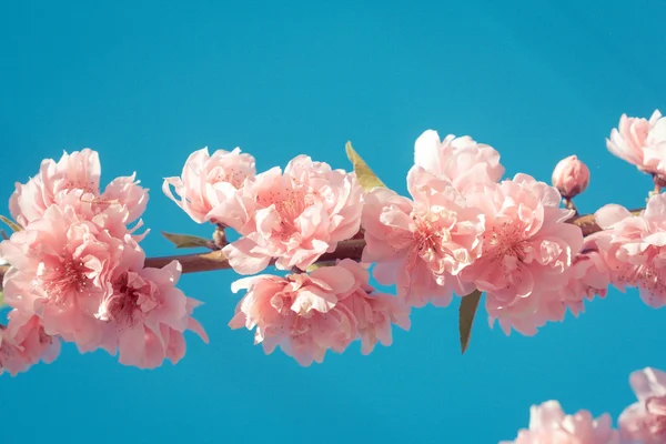 Cherry Blossom nebo Sakura květ na pozadí přírody — Stock fotografie