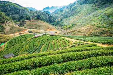 çay plantasyon DOI ang khang, chiang mai, Tayland