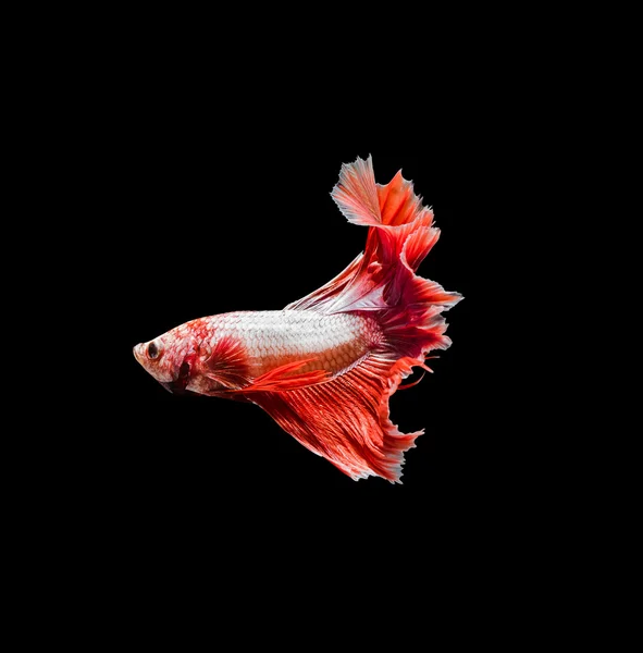Capture the moving moment of red siamese fighting fish , betta — Stock Photo, Image