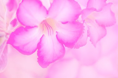 Tatlı pembe Gül Impala lily. Açelya çiçek alay