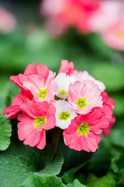 Frühlingsblumen Primel im Garten — Stockfoto