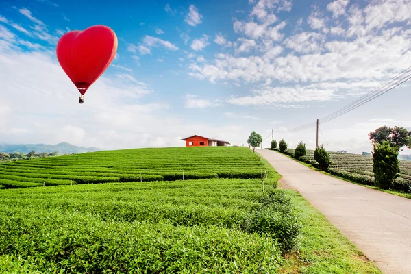 Montgolfières survolant le paysage des plantations de thé au lever du soleil . — Photo