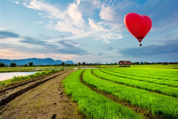Globos de aire caliente volando sobre el campo de arroz fresco en el hermoso atardecer —  Fotos de Stock