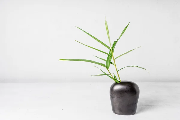 Bambusblatt in der Vase — Stockfoto