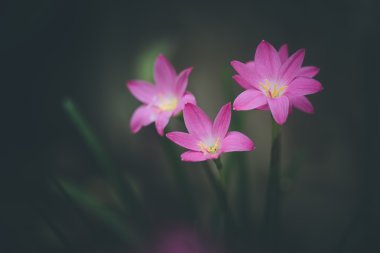 Beautiful rain lily flower. Zephyranthes Lily ,Fairy Lily, Littl
