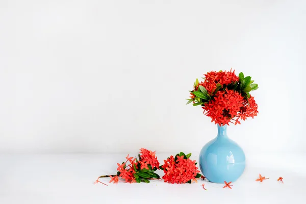 Ixora czerwony kwiat niebieski wazon ceramiczny — Zdjęcie stockowe