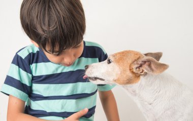 Jack russel küçük boy onun arkadaş köpekle oynamayı