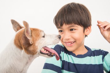Jack russel küçük boy onun arkadaş köpekle oynamayı