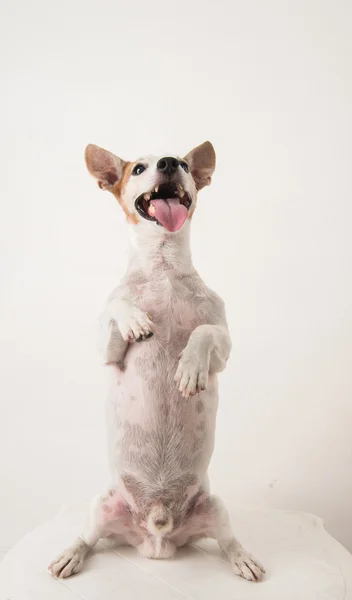 Dog jack russel close-up sentado — Fotografia de Stock