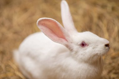 Çiftlikte erkek koyun.