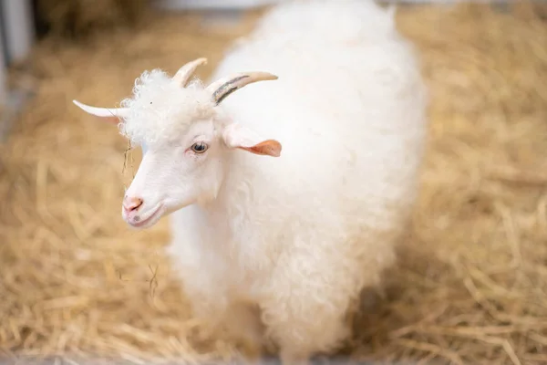 Moutons Mâles Dans Ferme Intérieure Images De Stock Libres De Droits
