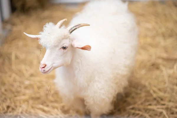 Mannelijke Schapen Overdekte Boerderij Rechtenvrije Stockafbeeldingen