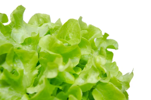 新鮮な緑の有機野菜を閉じる — ストック写真