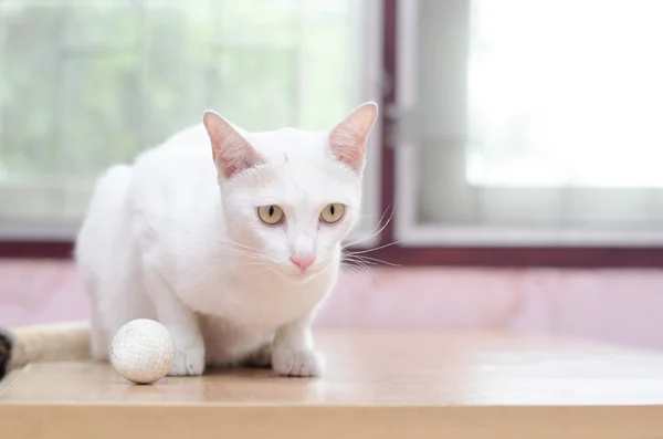 White cat with golf ball on the table — Stock Photo, Image