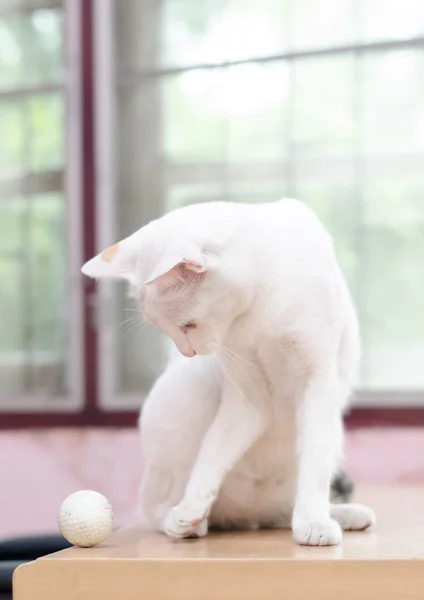 White cat playing with golf ball on the table — Stock Photo, Image